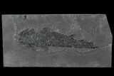 Devonian Lobed-Fin Fish (Osteolepis) - Scotland #98040-1